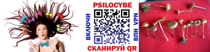 Галлюциногенные грибы Psilocybe  Красноперекопск 
